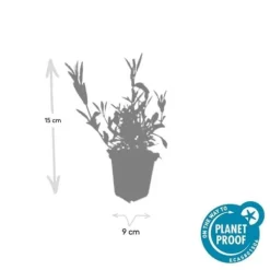 Prydnads verbena - Verbena bonariensis - Kruka 9cm - Set med 12 plantor