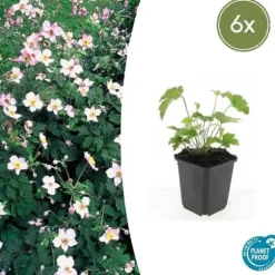 Prydnadsbuske - Höstanemon - Anemone tomentosa 'Robustissima' - 9cm kruka - Set med 6 växter