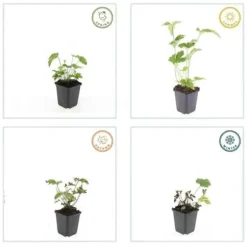 Prydnadsbuske - Höstanemon - Anemone tomentosa 'Robustissima' - 9cm kruka - Set med 6 växter