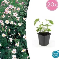 Prydnadsbuske - Höstanemon - Anemone tomentosa 'Robustissima' - kruka 9cm - Set med 20 växter