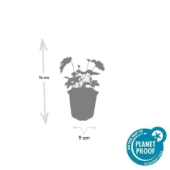 Prydnadsbuske - Höstanemon - Anemone tomentosa 'Robustissima' - Kruka 9cm - Set med 40 växter