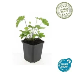 Prydnadsbuske - Höstanemon - Anemone tomentosa 'Robustissima' - Kruka 9cm - Set med 40 växter