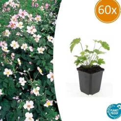 Prydnadsskrubb - Höstanemon - Anemone tomentosa 'Robustissima' - 9 cm kruka - Set med 60 växter