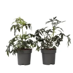 Purpurfläder - Set om 4 - Sambucus nigra 'Black Lace' - Höjd 25-40cm - ⌀17cm