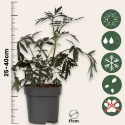 Purpurfläder - Set om 4 - Sambucus nigra 'Black Lace' - Höjd 25-40cm - ⌀17cm