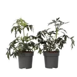 Purpurfläder - Set om 2 - Sambucus nigra 'Black Lace' - Höjd 25-40cm - ⌀17cm