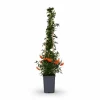 Pyracantha Orange Glow 3-pack - 65 cm, kruka 15 cm