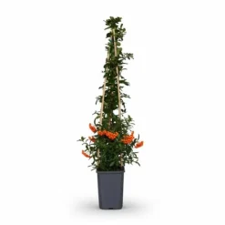 Pyracantha Orange Glow 3-pack - 65 cm, kruka 15 cm