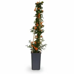 Pyracantha Soleil d'Or - Eldtornbuske Ø15 cm, Höjd ca 65 cm