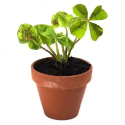 RÄDISOR OCH NATURA - 4-blad klöver kit