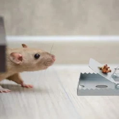 Relaxdays Mössfälla, 4-pack, tandad fångstyra, återanvändbar, hög effektivitet, metall, fälla, silverfärgad