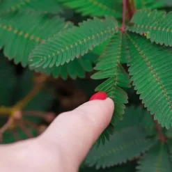 RESETA, KIT FÖR AUTODRÄKTIGEN MIMOSA PUDICA, HEMMA, GÅVOSIDÉER