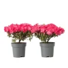 Rhodondendron buske - Set om 2 - Rhod. azalea 'Anouk' - Höjd 25-40cm - ⌀17cm