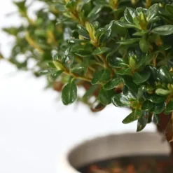 Rhodondendron buske - Set om 2 - Rhod. azalea 'Anouk' - Höjd 25-40cm - ⌀17cm