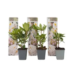 Rhodondendron buske - Set om 3 - Rhododendron - Höjd 25-40cm - ⌀9cm