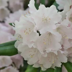 Rhodondendron buske - Set om 3 - Rhododendron - Höjd 25-40cm - ⌀9cm