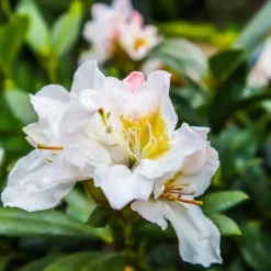 Rhodondendron buske - Set om 3 - Rhododendron - Höjd 25-40cm - ⌀9cm