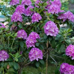 Rhodondendron buske - Set om 3 - Rhododendron - Höjd 25-40cm - ⌀9cm
