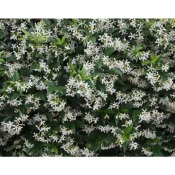 RHYNCHOSPERNUM JASMINOIDES VASO 19CM stjärnjasmine Trachelospermum