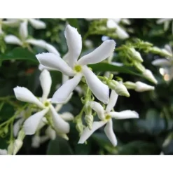 RHYNCHOSPERNUM JASMINOIDES VASO 19CM stjärnjasmine Trachelospermum