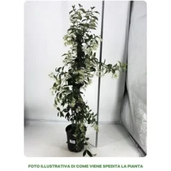 RHYNCHOSPERNUM JASMINOIDES VASO 19CM stjärnjasmine Trachelospermum