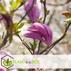 Rosenmagnolia - Set om 3 - Magnolia 'Susan' - Höjd 25-40cm - ⌀9cm