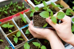 ROTNINGSGÖDNING FÖR GRÖNA PLANTOR OCH FRÖN 30ML AGRECOL