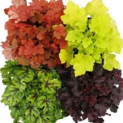 Rustik marktäckare - Heuchera mix - Indiska sommaren - 4 stora plantor - lila klockor