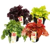 Rustik marktäckare - Heuchera mix - Indiska sommaren - 8 stora plantor - lila klockor