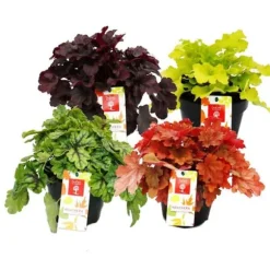 Rustik marktäckare - Heuchera mix - Indiska sommaren - 8 stora plantor - lila klockor