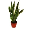 Sansevieria trifasciata - Bol chanvre 12 cm kruka
