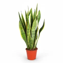 Sansevieria Trifasciata - Ormbunke i Kruka Ø14 cm, Höjd ca 50 cm