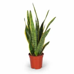 Sansevieria Trifasciata - Ormväxt - 17 cm Kruka, 60 cm Hög