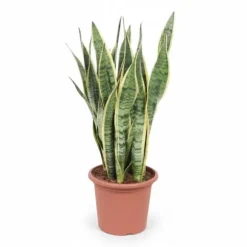 Sansevieria Trifasciata - Kruka Ø25 cm - Höjd ca 85 cm