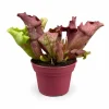 Sarracenia Köttätande Växt i Kruka Ø12 cm, Höjd ca 20 cm