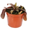 Sarracénie med röda blad - Népenthes - 9cm