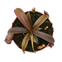 Sarracénie med röda blad - Népenthes - 9cm