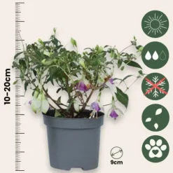 Scharlakansfuchsia - Set om 6 - Fuchsia magellanica - Höjd 10-20cm - ⌀9cm