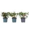 Scharlakansfuchsia - Set om 3 - Fuchsia magellanica - Höjd 10-20cm - ⌀9cm