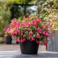 Scharlakansfuchsia - Set om 3 - Fuchsia magellanica - Höjd 10-20cm - ⌀9cm