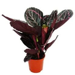 Schattenväxt med utsökt bladmönster - Calathea Dottie - 12cm kruka - ca. 25-30cm hög