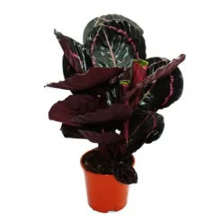 Schattenväxt med utsökt bladmönster - Calathea Dottie - 12cm kruka - ca. 25-30cm hög
