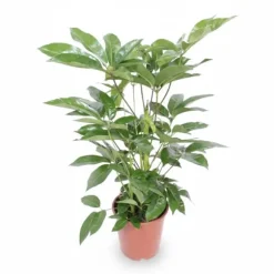 Schefflera Actinophylla Krukväxt Ø24 cm, Höjd ca 100 cm