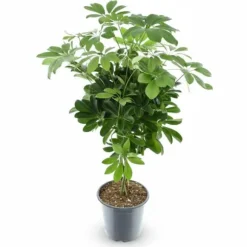 Schefflera Compacta Krukväxt - Ø21 cm - 75 cm Hög