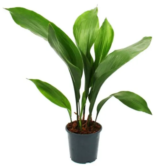Schusterpalme - Aspidistra elatior - Inomhusväxt - 15cm kruka