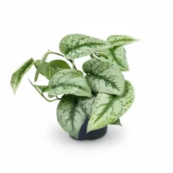 Scindapsus Pictus Trebie - Krukväxt Ø15 cm, Höjd ca 25 cm, Kruka Ø12 cm