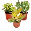 Set av silverträd, 3 olika arter av Crassula i 12 cm krukor