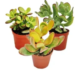 Set av silverträd, 3 olika arter av Crassula i 12 cm krukor