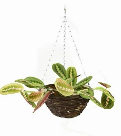 Set med 5 hängande blomkorgar “EKO 195-110”