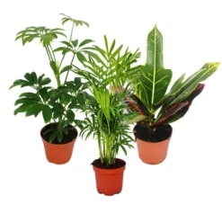 Set med 3 inomhusväxter - typ 1 - 9cm